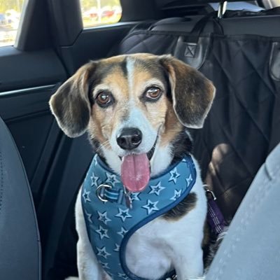 I’m a beagle who was rescued from a dog pound 12 years ago by my HooMom. I love adventures and snacks. And Zoomies! 🐾 🐶 #DogsOfTwitter #beagle #ZSHQ