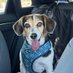 Bailey the beagle (& her HooMom) 🐶🐾💜 (@NotMean567) Twitter profile photo