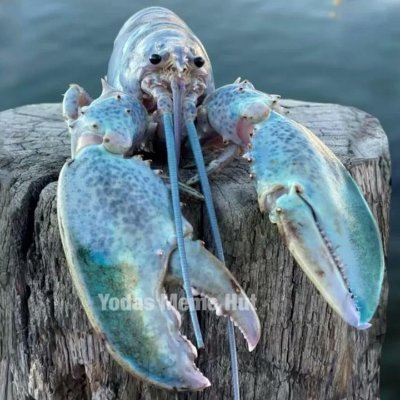 Vespadocao's profile picture. 