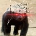 Honey Fing Badger (@cryptobadger__) Twitter profile photo Honey Fing Badger (@cryptobadger__) Twitter profile photo