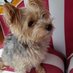Hermine & Frauchen (@anjavd77) Twitter profile photo Hermine & Frauchen (@anjavd77) Twitter profile photo