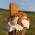 LISA THEWLIS-HARDY (@yorksicecream) Twitter profile photo LISA THEWLIS-HARDY (@yorksicecream) Twitter profile photo