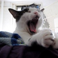 Elvis Cat(@Elvis_cat) 's Twitter Profileg