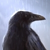 xprogrammer_21's profile picture. Смотрите! Даже у сына встал!!!