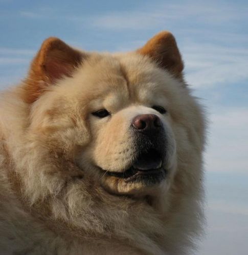 YanChow1980's profile picture. Fanatico de los perros. Estudiante y opositor. Sigueme y te sigo
