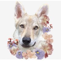 寝てばかりのカヤ𓃦in🇨🇭 (@kaya_vlcak) 's Twitter Profile Photo 寝てばかりのカヤ𓃦in🇨🇭 (@kaya_vlcak) 's Twitter Profile Photo
