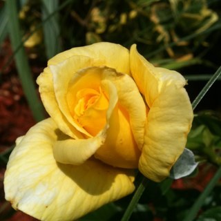 realityissues's profile picture. Do no harm.