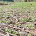 Agronomist~Mseka (@agronomistmseka) Twitter profile photo Agronomist~Mseka (@agronomistmseka) Twitter profile photo