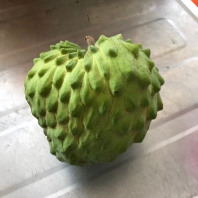シンタローさんのプロフィール画像