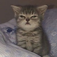 Facia Anon Era (@cimithefacia) 's Twitter Profile
