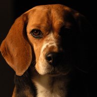 なおぷう🐶さんのプロフィール画像