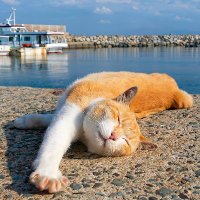 抓住那只猫～（Grab the cat～） (@seize15427) 's Twitter Profile