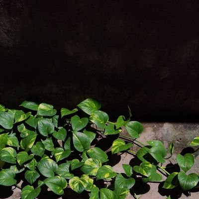 lordmahi57's profile picture. 