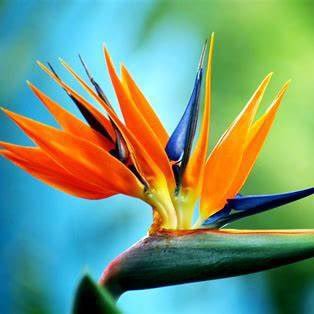 trudat999's profile picture. “Conspiracy Realist”