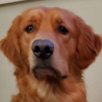 Pamela Parkington🪷🗳 🐝 (@bigdogmom3) 's Twitter Profile Photo Pamela Parkington🪷🗳 🐝 (@bigdogmom3) 's Twitter Profile Photo