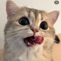 بتابع أكونتات جامدة لمزاجي الشخصي (@3shw2ebeh) 's Twitter Profile