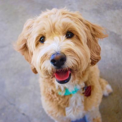 Welcome, thanks for being here! 🐾 | F1B GoldenDoodle | Based in New Orleans, LA 💕🐶 | NEW WEBSITE ↘️