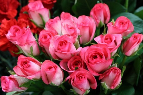 kyotobozyou's profile picture. 文章を書く仕事。