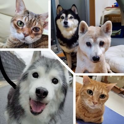 ハスキーと柴犬とサバトラと茶トラ猫のペットアカウントです。
無言フォロー大歓迎ですがフォロバはペットアカの方(リポストメインの方もごめんなさい🙏)に限らせていただいています🙇‍♀️