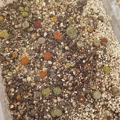 stgo212's profile picture. Cuarentón,  alegre , buen carácter