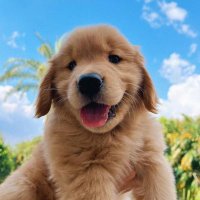 kho (@alsop2121) 's Twitter Profile