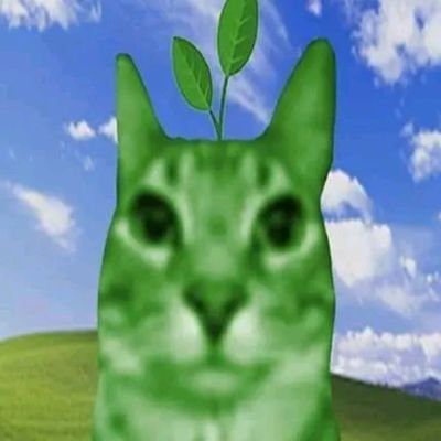 TomasL0h's profile picture.