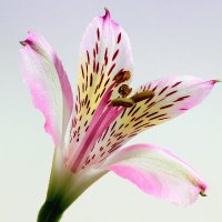 Lilly (@lilly1898258) 's Twitter Profile