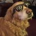 Donna Thomas (@lachalcockev) Twitter profile photo Donna Thomas (@lachalcockev) Twitter profile photo