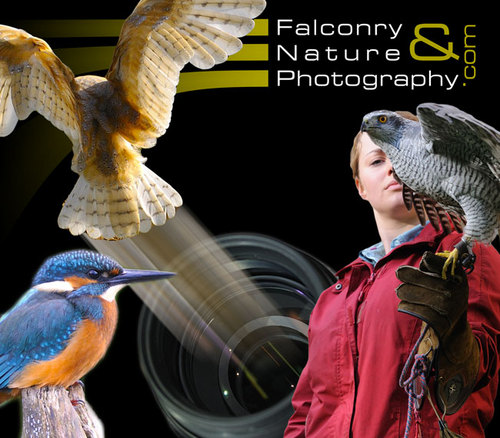 FalconryNature's profile picture. 