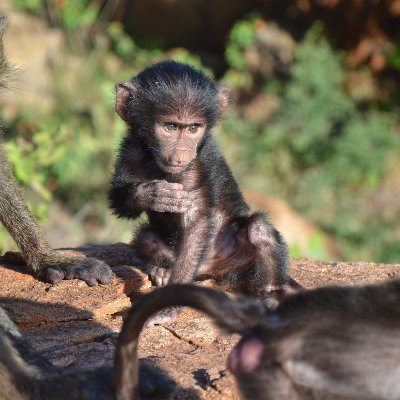 Working on social cognition development in human and non-human primates - currently Postdoc in UNIL