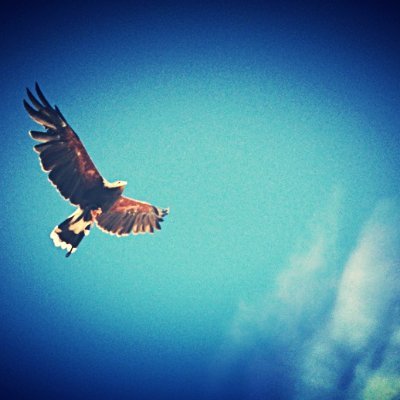 urbuser's profile picture. LIbr wrker