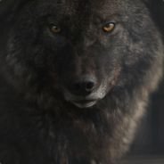 Benjamin Morales (@benjami31393585) 's Twitter Profile