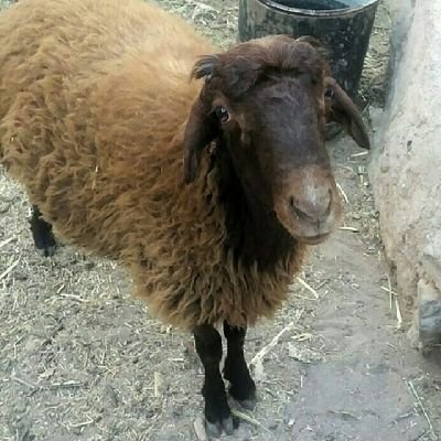 sheeppherd Profile Picture