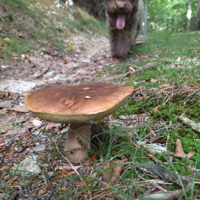 all about truffles and mushrooms on youtube

https://t.co/0zuEVe2FpV…