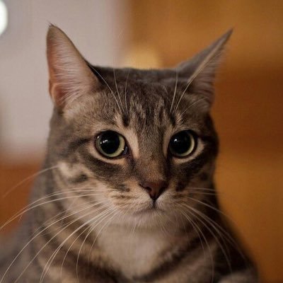 JFoodie12's profile picture. 猫が管理しており、私は家賃を払っているだけなので、訪問者はすべて猫の承認が必要です。