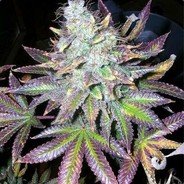 David Johnson (@davidjo32650151) 's Twitter Profile