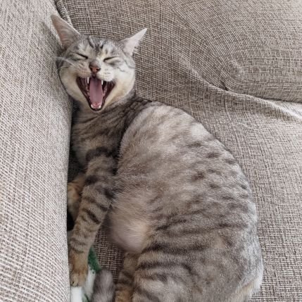 BlueDaegman's profile picture. 