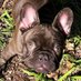Frenchie bulldog (@frenchiebu85644) Twitter profile photo Frenchie bulldog (@frenchiebu85644) Twitter profile photo