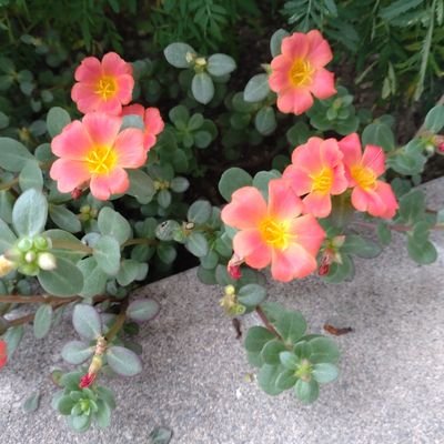 彩霞さんのプロフィール画像