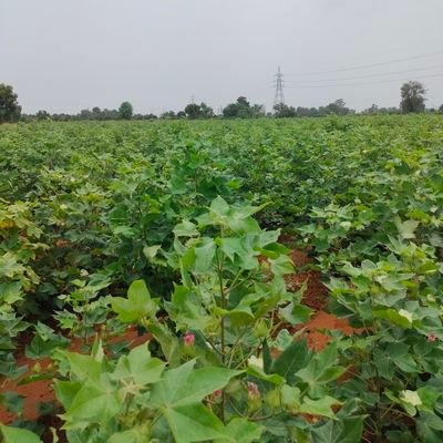 malakiya_shakti's profile picture. 