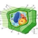 protect the life of organelles and uphold the function of a cell