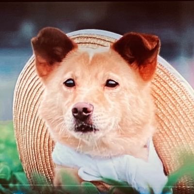 kurokunure969's profile picture. さよリサ。たまに書いたものをここに載せたりべったーで公開したりしています。