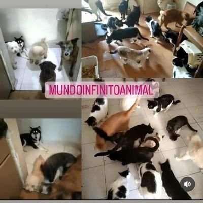 ANIMALISTA Antitaurina1000% HELP
fighting with they herd of 40 animals i'm Venezuela 🇻🇪🌏🐕🐈🐾🆘
▶️ Paypal animalinfinito@gmail.com
 ▶️ zelle inf only by DM