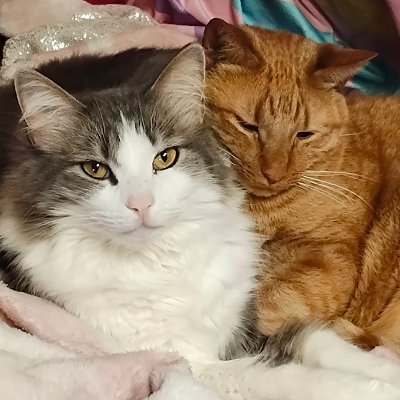 🐱 Loki & Gambit 🐱 Profile