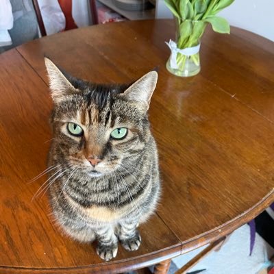 pipjonesyeah's profile picture. Dreaming of chaos with Ed Miliband.