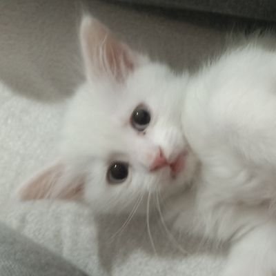 JX18779538's profile picture. Hiçbirşey