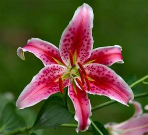 Stargazer_123's profile picture. 