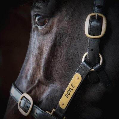 Doyle Racing Profile