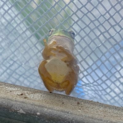 福岡県行橋市で野菜農家やってます。季節に合わせて、きゅうり、ミニトマト、小松菜、ほうれん草、小蕪、キャベツ、白菜、セロリなどなど…。「食に感動を」をモットーに日々精進しております！オススメは秋冬のミニトマトと小蕪！