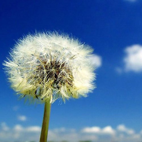 Chudnovec's profile picture. 